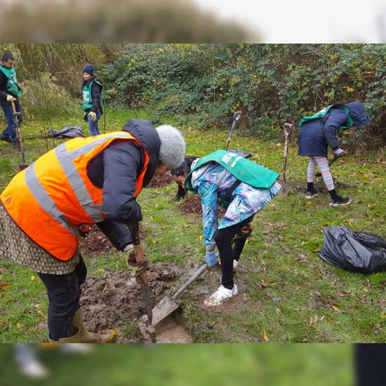 UK Tree Planting