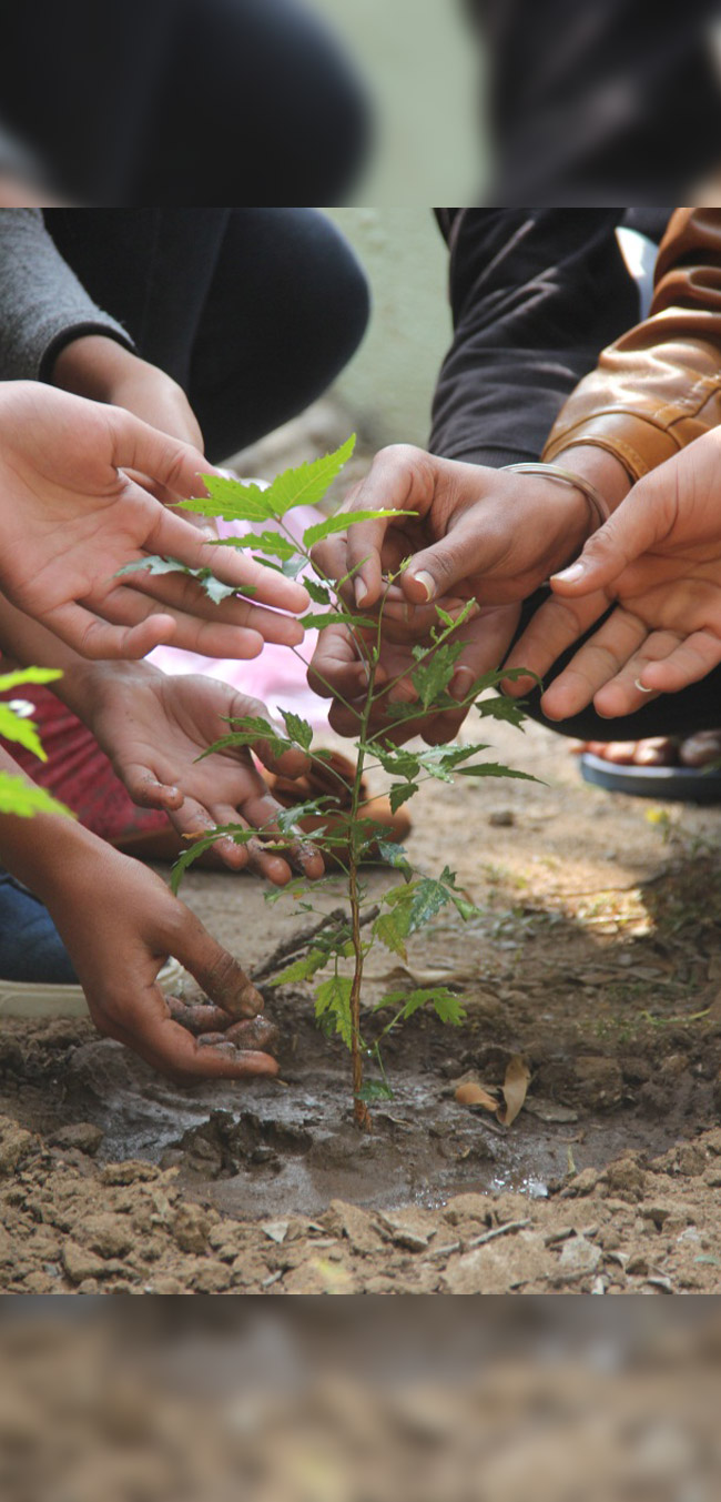 planting saplings