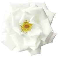 White Flower
