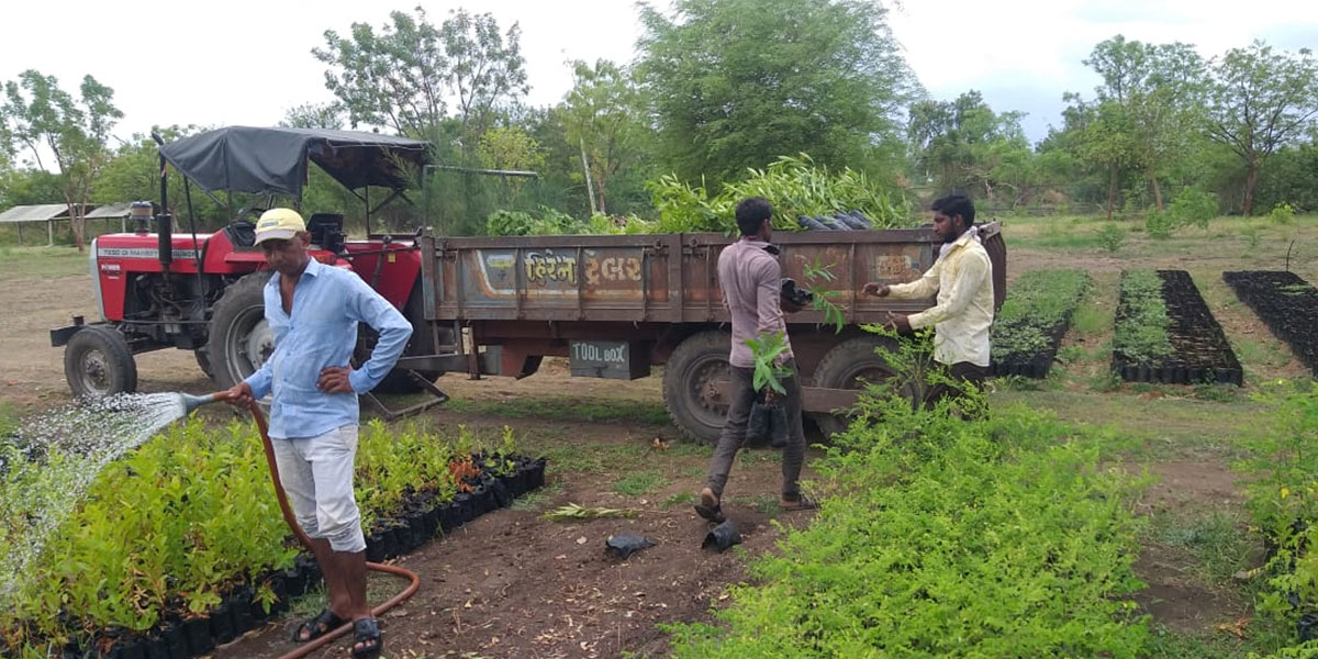 Tree planting programme reaching great heights!